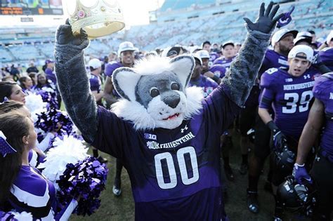 Willie the wildcat college mascot